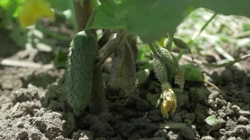 Raw Green Cucumber Hangs on Branch Amidst Green Foliage in Garden