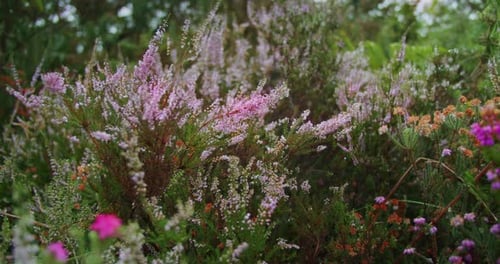 Wunderschöne wilde rosa Blumen in einem öffentlichen Garten an einem bewölkten Tag - Handgerät, Zeitlupe