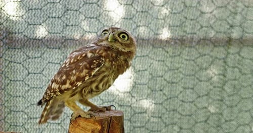 Eine kleine Eule sitzt auf einem Holzstumpf in einem Vogelschutzgebiet, das zum Schutz von Netzen umgeben ist