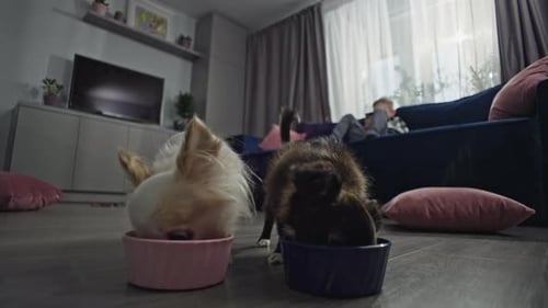 Chihuahuas Eating Food from Bowls at Home