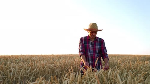 Old-aged farmer in straw hat and checkered shirt walking slowly by the wheat field.