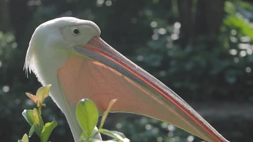 Pelican Perched Among Greenery in Nature Park