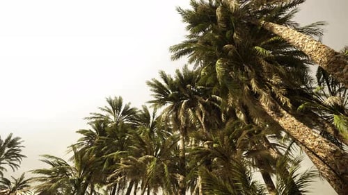 Swaying Tropical Palm Trees Against a Bright Sky Background