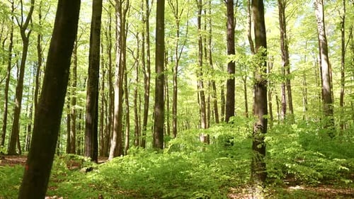Scène forestière animée à Gdynia