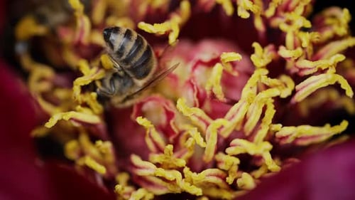 Amazing Footage of Bees Gathering Pollen From Pink Peony Flower Macro View