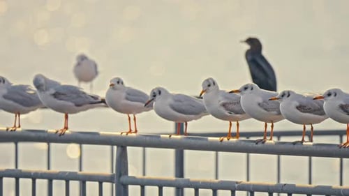 Seagulls - 4K