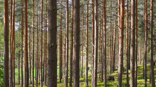 Grands pins dans la forêt finlandaise avec lumière du soleil printanière et champ vert