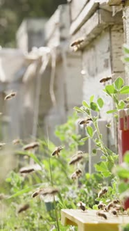 Bees Flying Around Rural Beehives on Sunny Day
