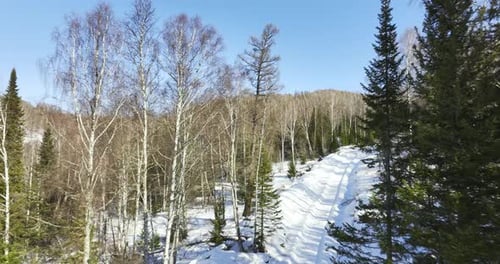 Ski Trail Winds Through Trees Leaving Marks of Pioneers