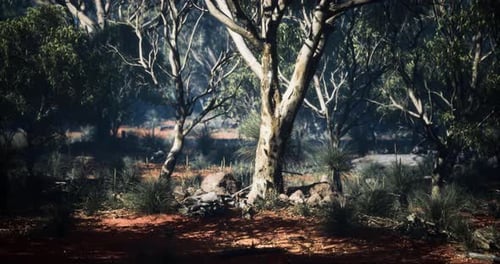 Majestic Tree Standing Proud in the Enchanting Forest of Australia at Dusk