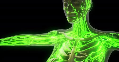 Futuristic Human Body Anatomy with Glowing Green Lymphatic System
