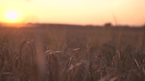 a close-up shot of a field of barley in the sunset. a breeze of wind gently strikes over the beautif