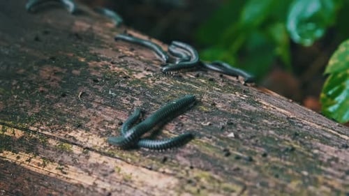 Los milpiés se arrastran sobre un viejo tronco podrido y se aparean en el bosque de cerca