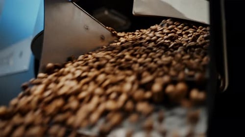 Roasted Coffee Beans Poured from Roasting Machine