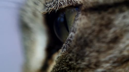 eye part of a cat