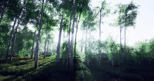 Sunlight Filters Through Lush Trees in a Serene Forest Setting During Day