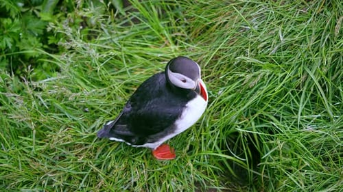 Iceland Puffins Head Bobbing at Nests Cute Wildlife Summer.