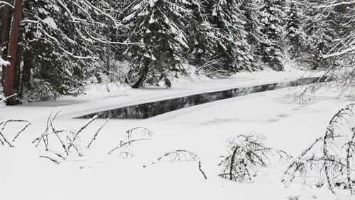 a Calm Winding River in a Snowy Forest Trees Under the Snow in the Forest Peace and Quiet Reflection