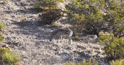 Zebra on Rocky Mountain Hill in Africa Animal Wildlife Conservation Reserve