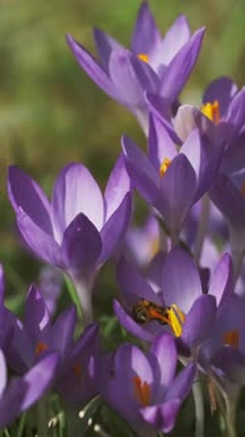Flowering crocus spring flowers