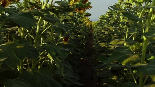 Agriculture Yellow Sunflower Plant In Farm Field In Sunlight 51