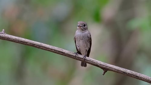 Der Asian Brown Flycatcher ist ein kleiner Sperlingsvogel, der in Japan, Himalaya und Sibirien brütet; migr