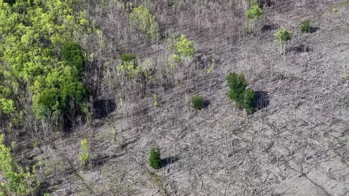 Drone View of Mangrove Forest and Dead Trees