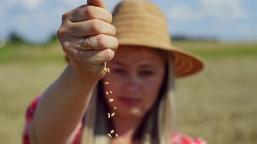 Woman Pours Wheat Seeds in Rural Wheat Field