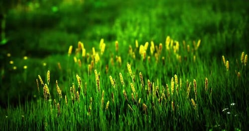 Green Grass and Yellow Flowers Grow Under Sunlight in a Tranquil Meadow