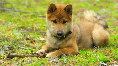 Shiba Inu Puppy in a Collar in the Forest Lies on the Moss