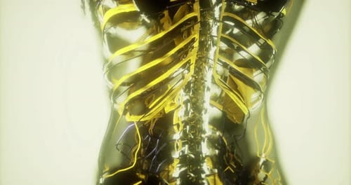 Visual Representation of Blood Vessels Within the Human Body Anatomy