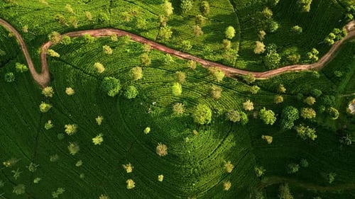 Drone Captures Early Morning Light on Ceylon Tea Plantations Green Terraces Stretch Across Rolling