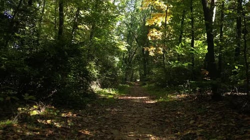 Forest Path 15