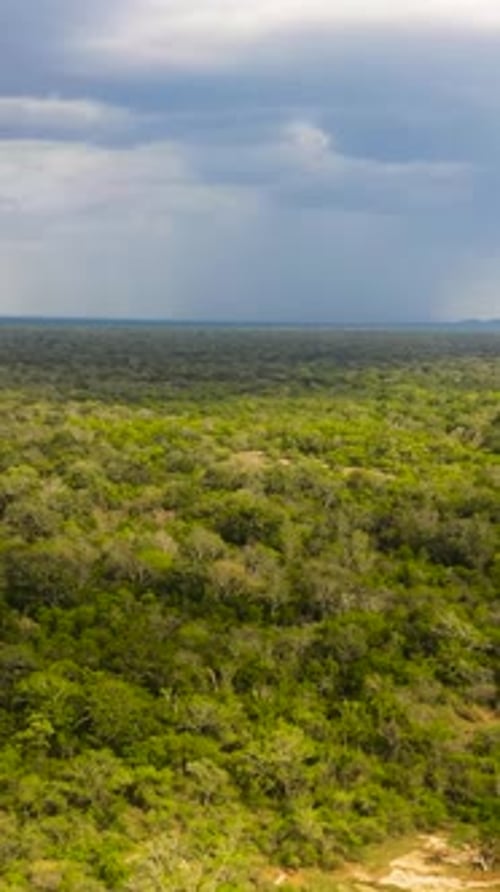 Jungles and Rainforests in Sri Lanka