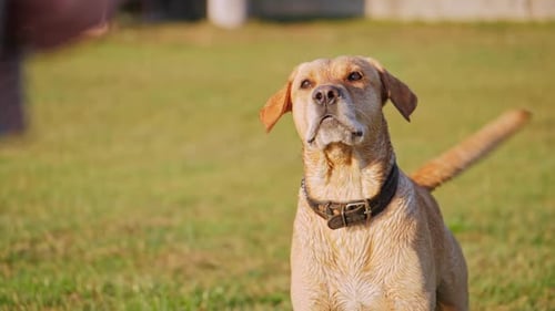 Dog Barking and Wag the Tail Cute Dog on a Green Grass