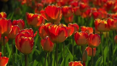 Spring Banner Tulips with Vivid Natural Red Colors Red Tulips Blooming in a Spring Field Beauty