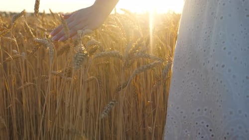 Close Up of Female Hand Moving Over Ripe Wheat Growing on Meadow Woman Walking Through Grain Field