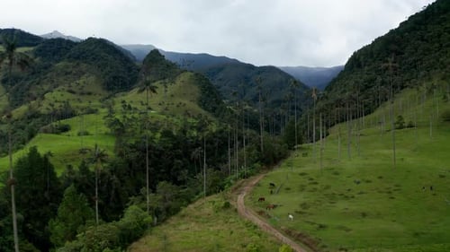 Aerial drone view of Cocora Valley, Salento, Colombia. Flying over the tallest wax palm trees in the