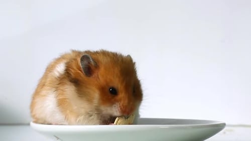 Golden Hamster Eating from Dish in Close-Up