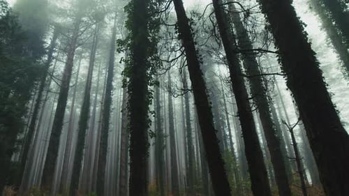 Silhouette of Tree Trunks in the Forest Amidst Thick and Mysterious Fog