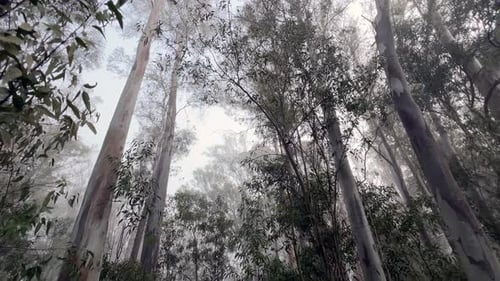 Moving through a very spooky forest with high trees on a tranquil morning