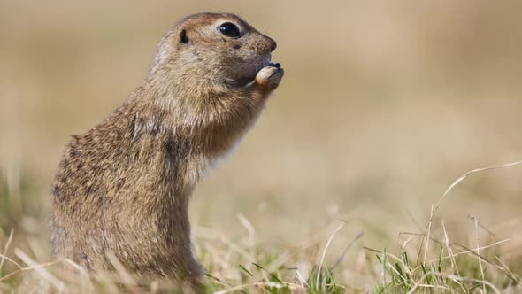 Funny Fluffy Gopher Eat Eating Bread Little Ground Squirrel or Little ...
