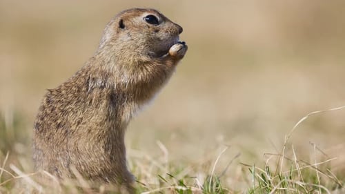 Lustiger flauschiger Gopher, der Brot isst, kleines Erdhörnchen oder kleiner Suslik, Spermophilus Pygmaeus