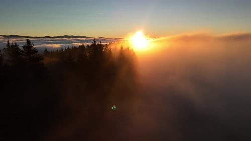 Golden sunrise over fog-covered pine forest with mountains in the background