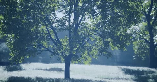 Lush Green Landscape Featuring a Majestic Tree Illuminated By Soft Sunlight