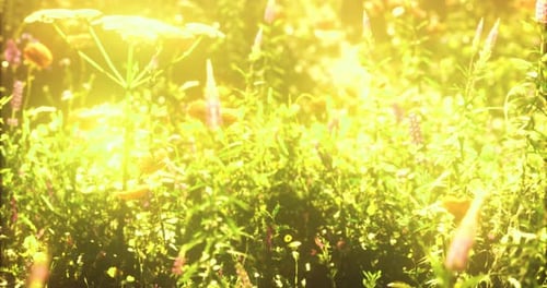 La lumière du soleil illumine un jardin animé rempli de fleurs sauvages en fleurs