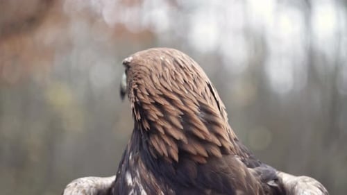 Extreme Nahaufnahme von Steinadlerkopf, Schnabel und Augen, Wald im Hintergrund, statische Frontansicht