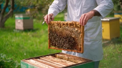 Honeycombs