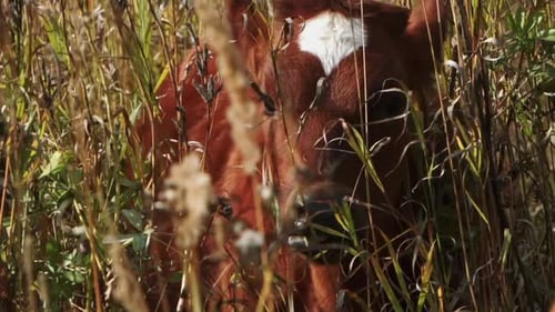 Brown Calf Standing in Tall Grassy Field