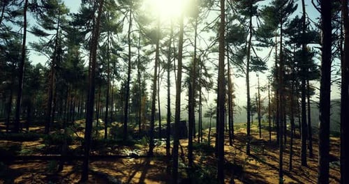 Sunlight Filtering Through Tall Trees in a Peaceful Forest Setting